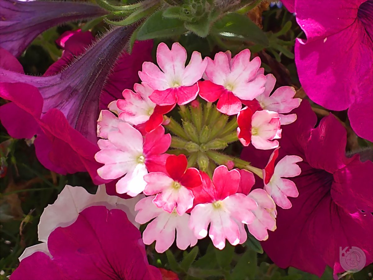 KentstepP's tweet image. And finally a couple of floral