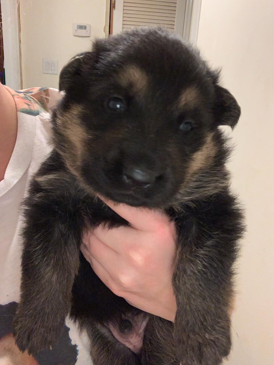 Meet Remy (Remington) ❤ he is a 3 week old GSD that my wonderful husband <a href="/lovemyjulia/">Corey Ezell</a> gave me for my 42nd birthday 😍 I've missed my 2 GSDs that went over rainbow bridge a few years ago...so happy to have this baby boy coming home to me in October!
#sofluffy #GermanShepherd