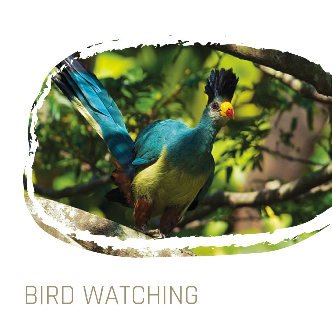 KampalaForest's tweet photo. Uganda is arguably the most attractive country in Africa to bird watchers. Uganda’s remarkable avian diversity-1,008 species recorded in an area similar to that of Great Britain. https://t.co/g3wKbudWqm