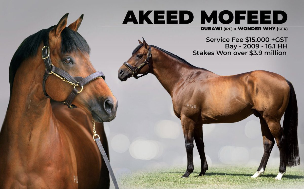 SwettenhamStud's tweet photo. #OLIVERSTALE 4G Akeed Mofeed x Olivia Lass(Mugharreb) gains a rails run to win well at #PortAugusta Raceway for Tr Darren Magro @magroracing ..#AKEEDMOFEED at @SwettenhamStud in 2019 https://t.co/z8zinhbBp1