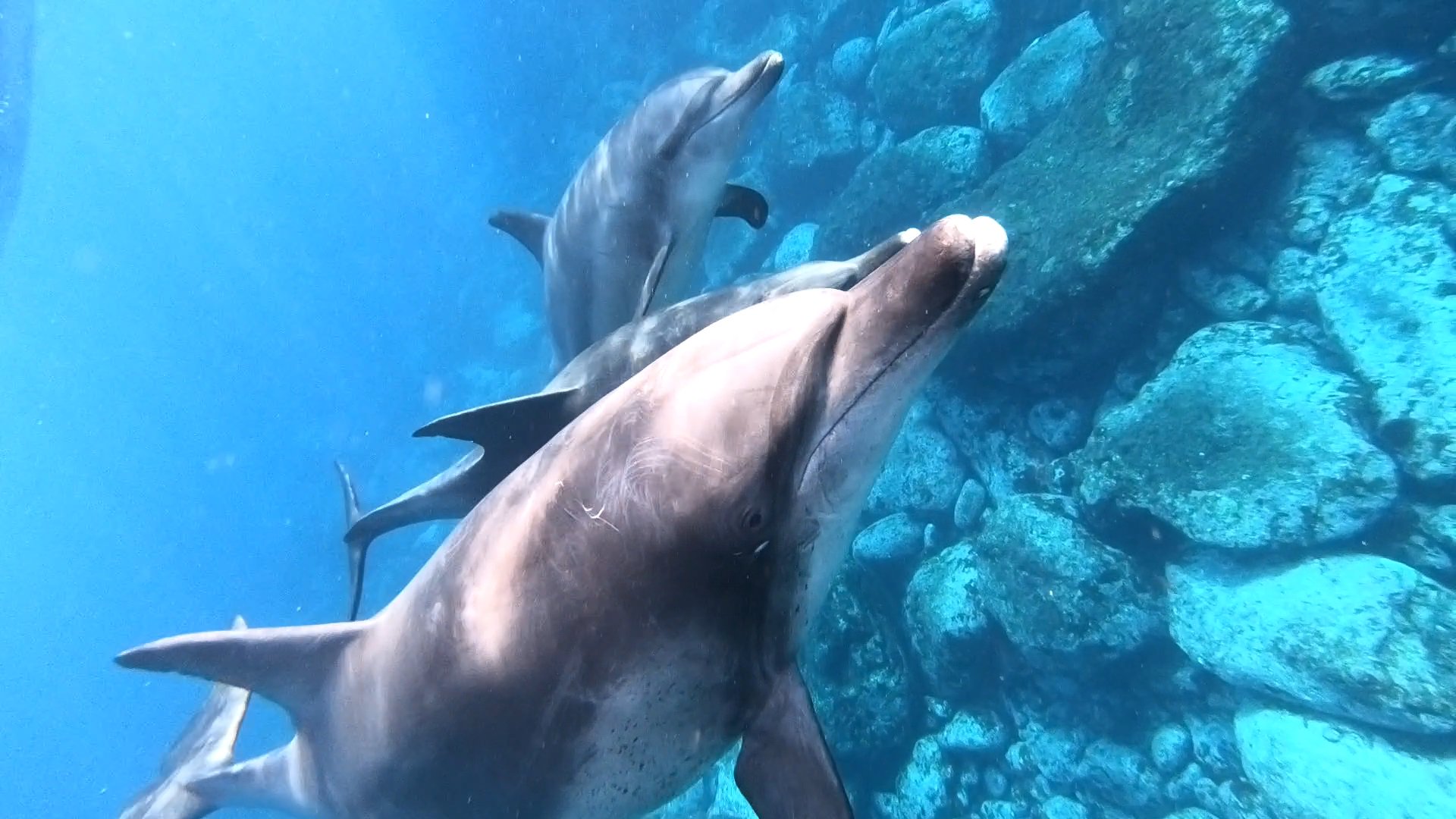 ちゃとらぶち ボートでイルカの群れを探して海に飛び込むんです おもしろいねw T Co Ch1shjbgjn Twitter