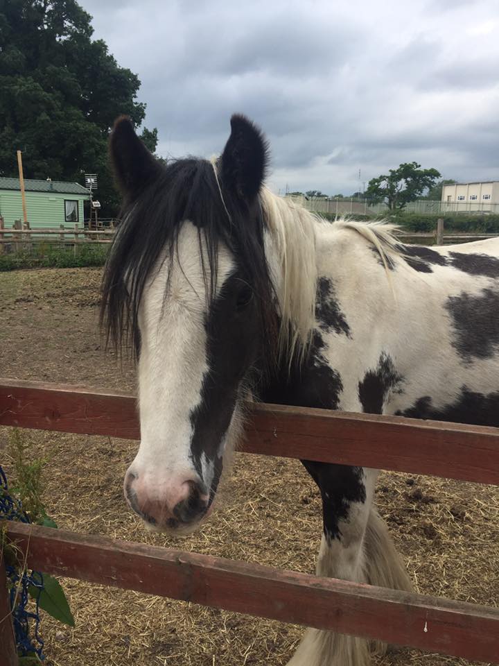 ElverraR's tweet photo. Young Teddy went off to his forever home yesterday evening. We wish him all the best for the future. He’s going to be a super little cob 💙 https://t.co/TU0U0ZxvkH
