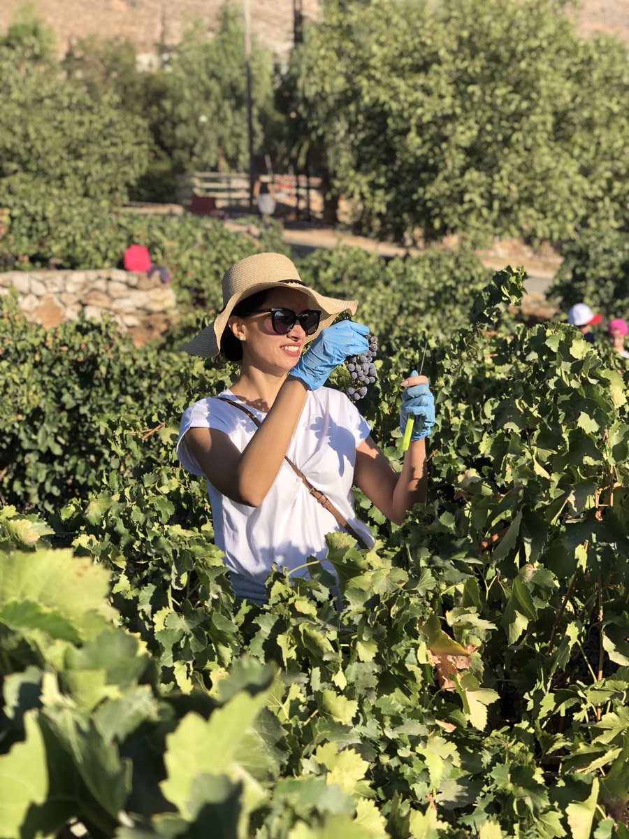 PierretteKatrib's tweet photo. Feeling GRAPEFUL 🍇 A day well spent at @ChateauStThomas #GrapeHarvest #Vendanges #KabElias #Bekaa #Lebanon #ChateauStThomas #Vineyard #Wine #LebaneseWine #Vin #VinLibanais #لبنان #قب_الياس #موسم_الحصاد https://t.co/4U6UEuWq7q