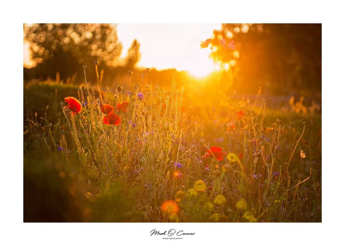 Photo shizzle...sunset