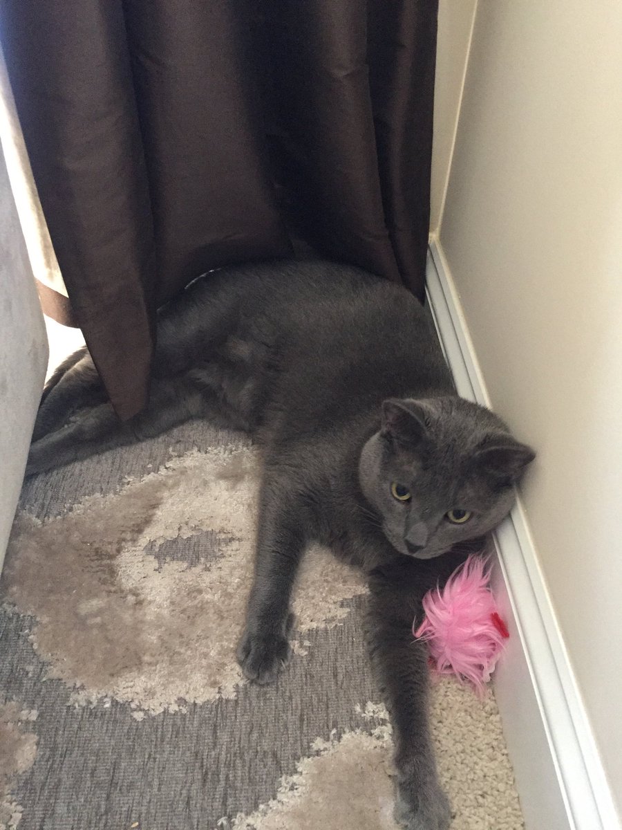 meow_CandW's tweet photo. Happy #NationalChickenMonth to all my furriends named Chicken! #ChickenKitty #KittyThoughts #CatsOfTwitter https://t.co/FSwaxqBwpy