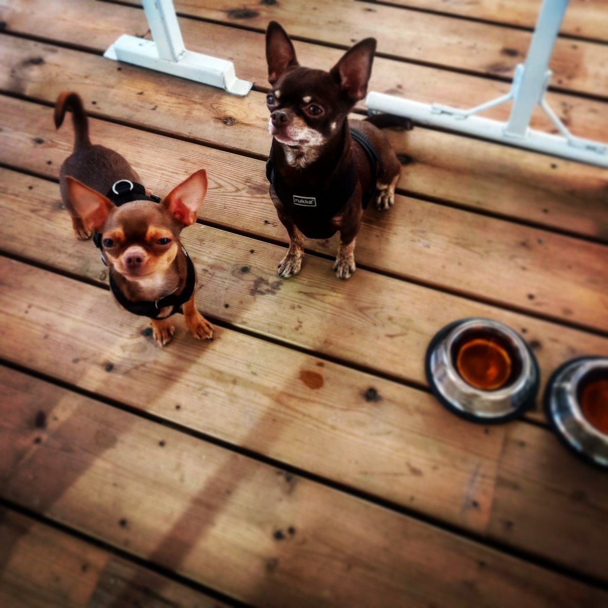 BrewDogTampere's tweet photo. Nämä ystävykset juhlivat syntymäpäivää meidän Doggy Candy Shop Sundayna! Ben ja Romeo saivat oluiden lisäksi herkkuluut ja paaaaljon rapsutuksia 😍 https://t.co/X87yvZVKvy