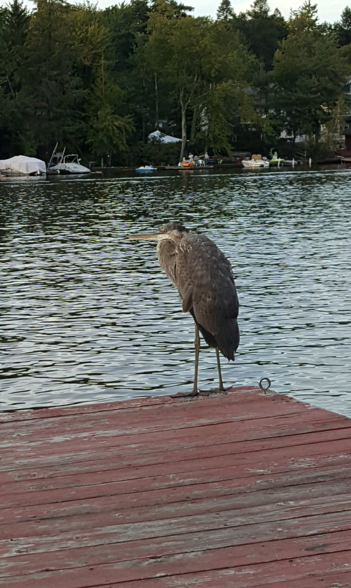 1st5d's tweet photo. #ONaLAKE in the Poconos...
& got an awesome visitor https://t.co/xApcXXwXXE