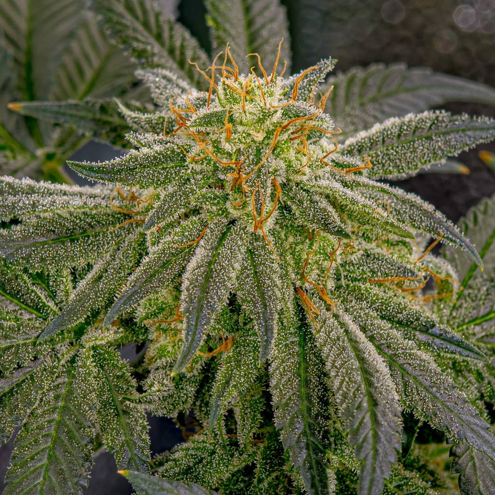 Dinafem's tweet photo. Comer mango antes de consumir #marihuana aumenta el efecto del #THC❓Verdadero o Falso❓
VERDAD ➡️ El mango tiene altos niveles del #terpeno #Mirceno, que contribuye a la absorción de los cannabinoides a través de la barrera sangre-cerebro.
Así, potencia el efecto del THC✌️ https://t.co/XvVwWoVdLw
