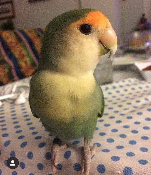 MASCOTOMARES tweet media