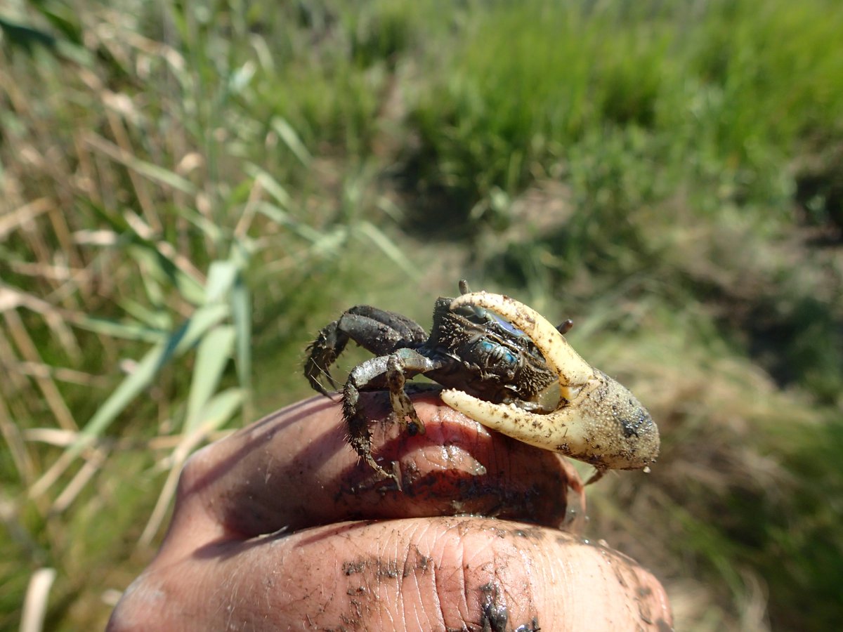 Muddy day on the saltmarsh and trip to the barrier islands :) @sos_bangor_uni field course! Loads of cool #creatures including fiddler crabs and Northern stargazer 😁
