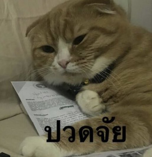 irenecappu's tweet photo. อ่าว อิปุ https://t.co/jwDGBWUESa