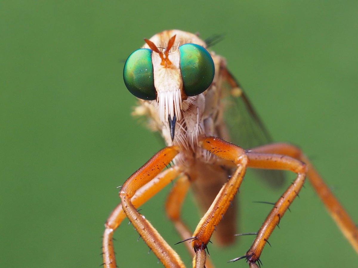BugCatcher_Mark's tweet image. Robberfly. #invertebrate #bugcatcher #bugcatchermark #Entomology