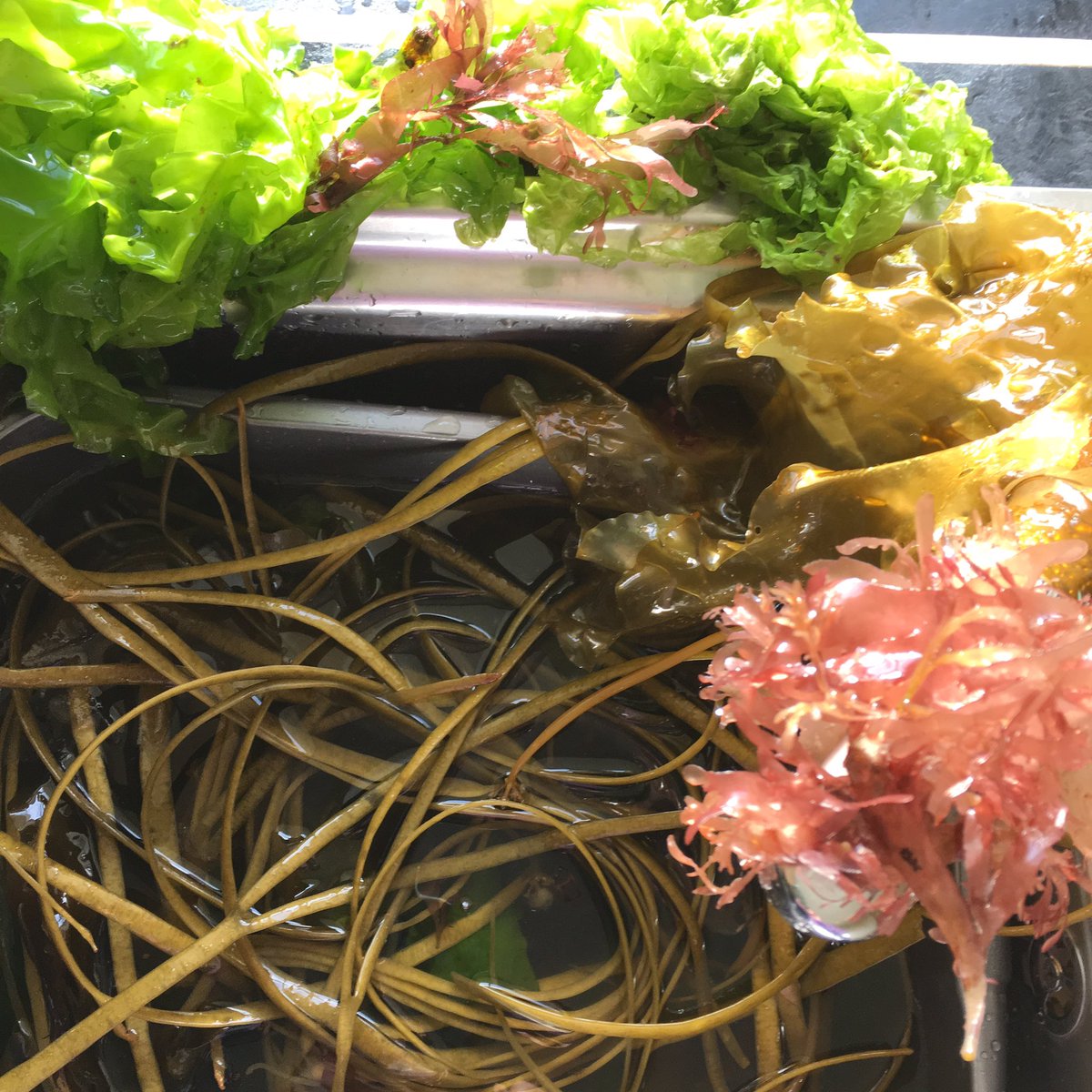 A sink full of Seaweed in the Kitchen <a href="/prospectbooks/">prospectbooks</a>