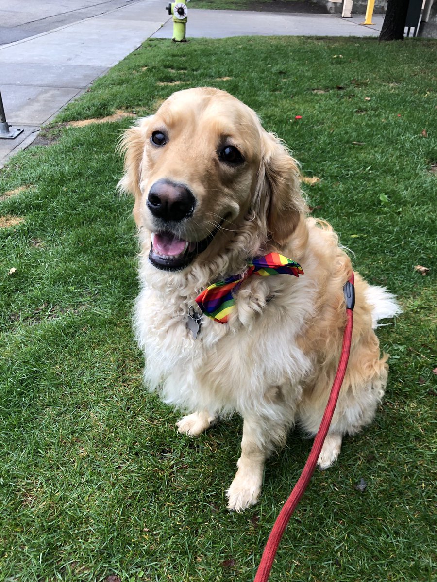 SAMRUBuzz's tweet photo. Are you attending the #CalgaryPride parade today? Show us your best pride garb in the comments!! 

#SAMRUPride #pridepuppy https://t.co/6ely47YuIR