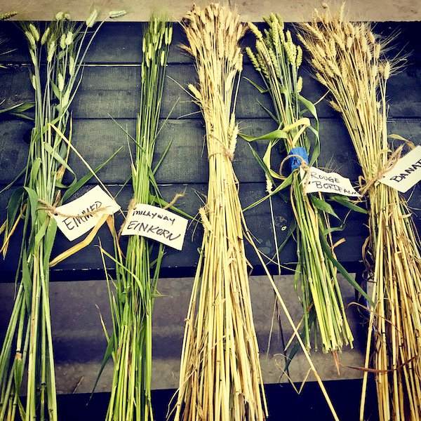 BreadBakerDani's tweet image. Severn Bites Newsletter: Have a sweet September - mailchi.mp/47a49f6b0367/g… Are you ready for a Pastry course, a food festival and to Bake Better Bread #realbread @afoodfest #bakebetterbread