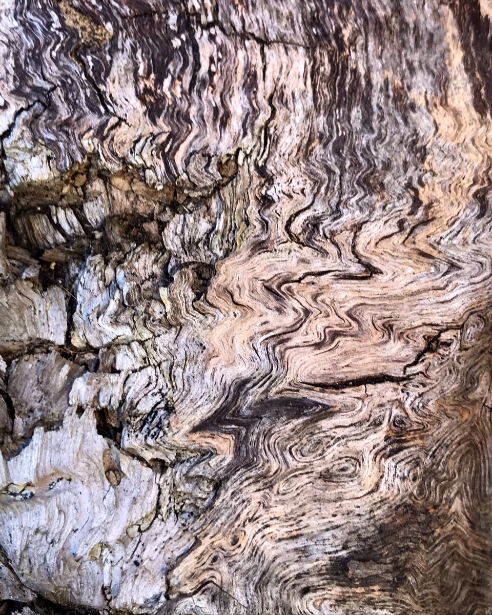 LizAtkin's tweet photo. Accidental art, Tree stump #scratch #pick #trace #texturehuntergatherer #groove #linesandlines #textures #accidentalart #dailytexture #decay #SkinPicking #debris #layers #charcoal #markmaking #noticed #distressed #visualdiary #scrutiny #eyesopen #absorb https://t.co/g7uZ8KZbc6