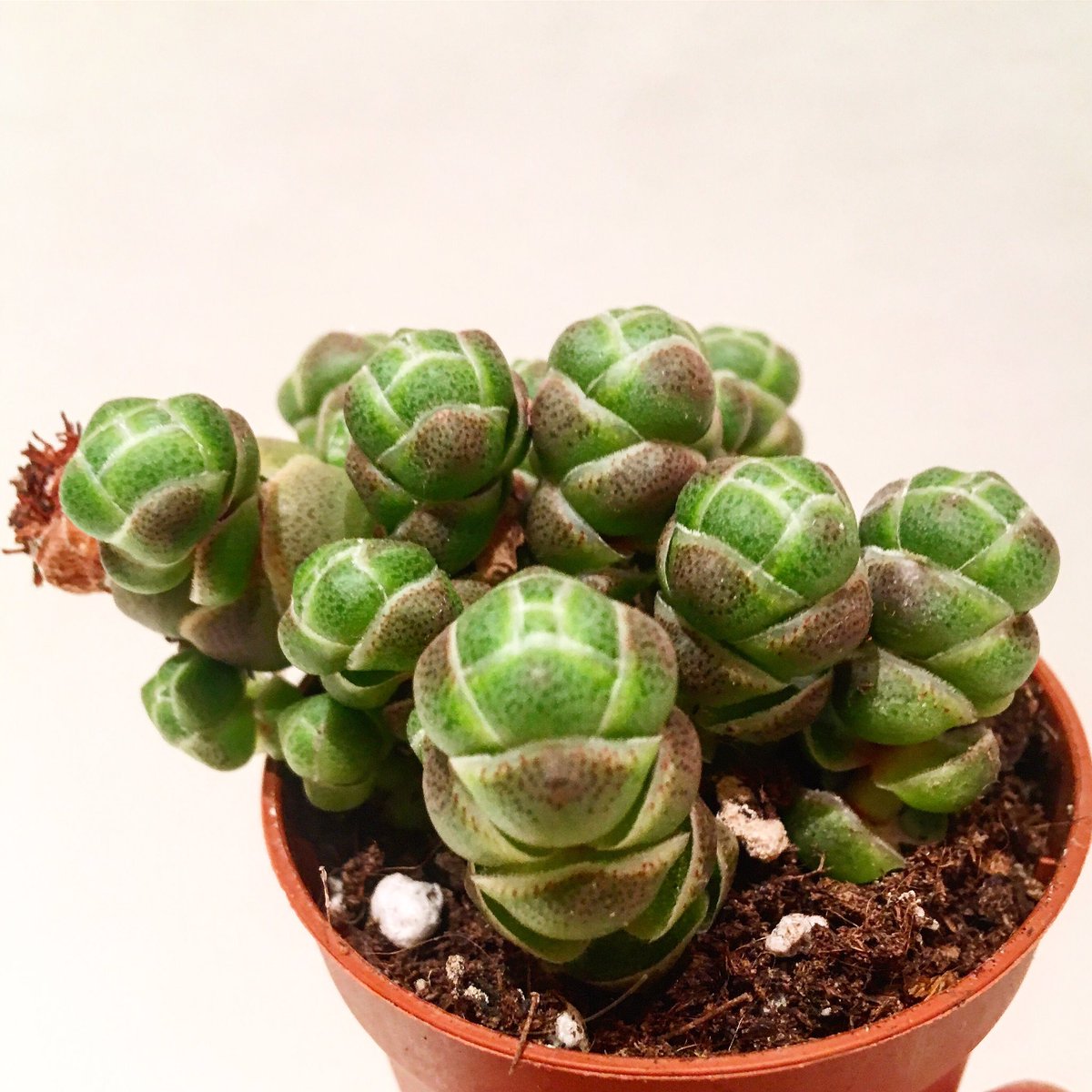 BetsyPlants's tweet photo. 🌿Crassula Barklyi
my new beauty☺️

 #succulents #echiveria #crassula #sedum #succulent #суккуленты #суккулент #plants #домашниерастения #комнатныецветы #растениядома  #crassulabarklyi https://t.co/LDnu3qJMmT
