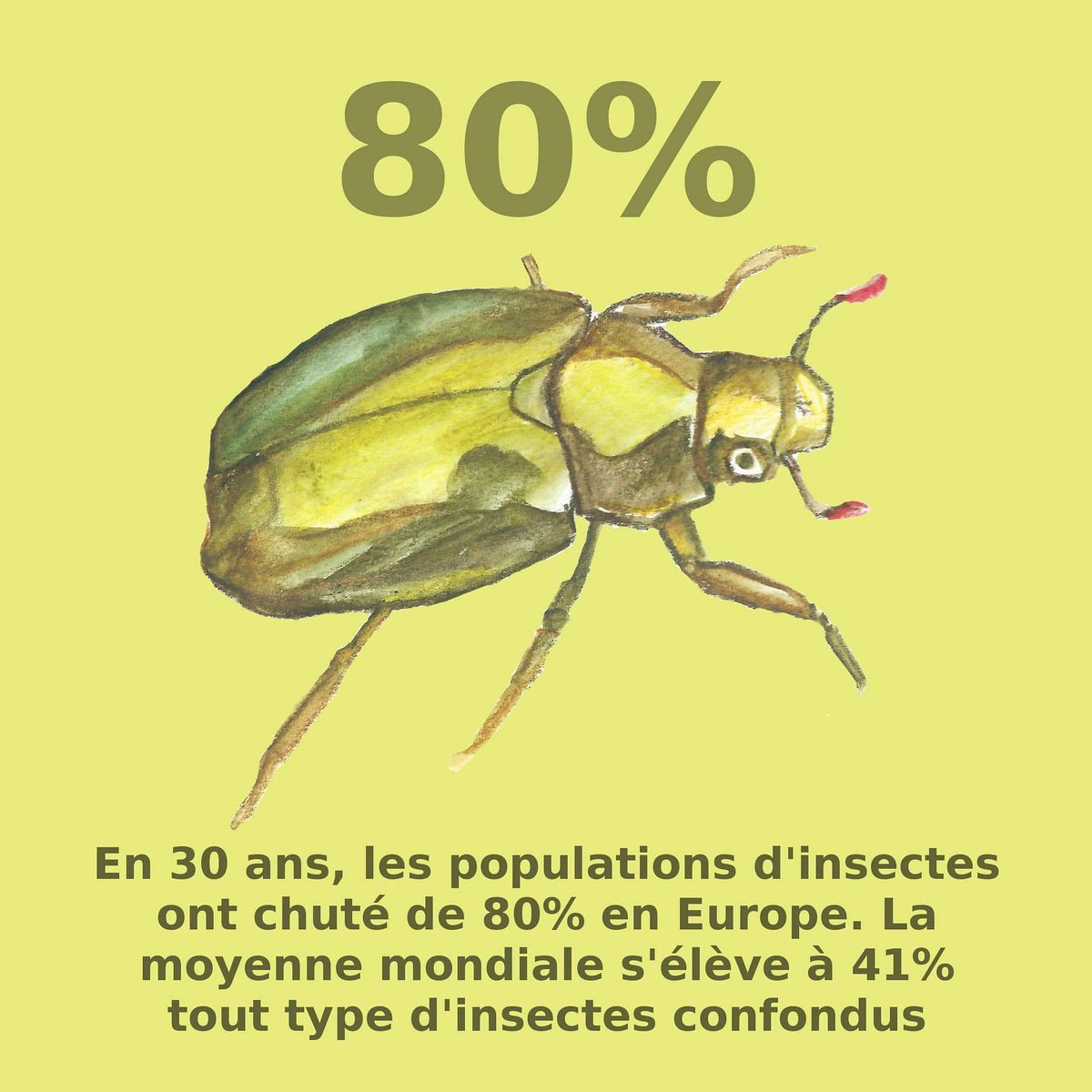 ClimatGreve's tweet photo. 80% c���est le pourcentage d’insectes disparus en 30 ans en Europe. La moyenne mondiale s’élève à 41% tous types d’insectes confondus. Aujourd'hui, environ un tier des espèces est menacé d'extinction et chaque année environ 1% s'ajoute à la liste. https://t.co/0r6tDpjhuR