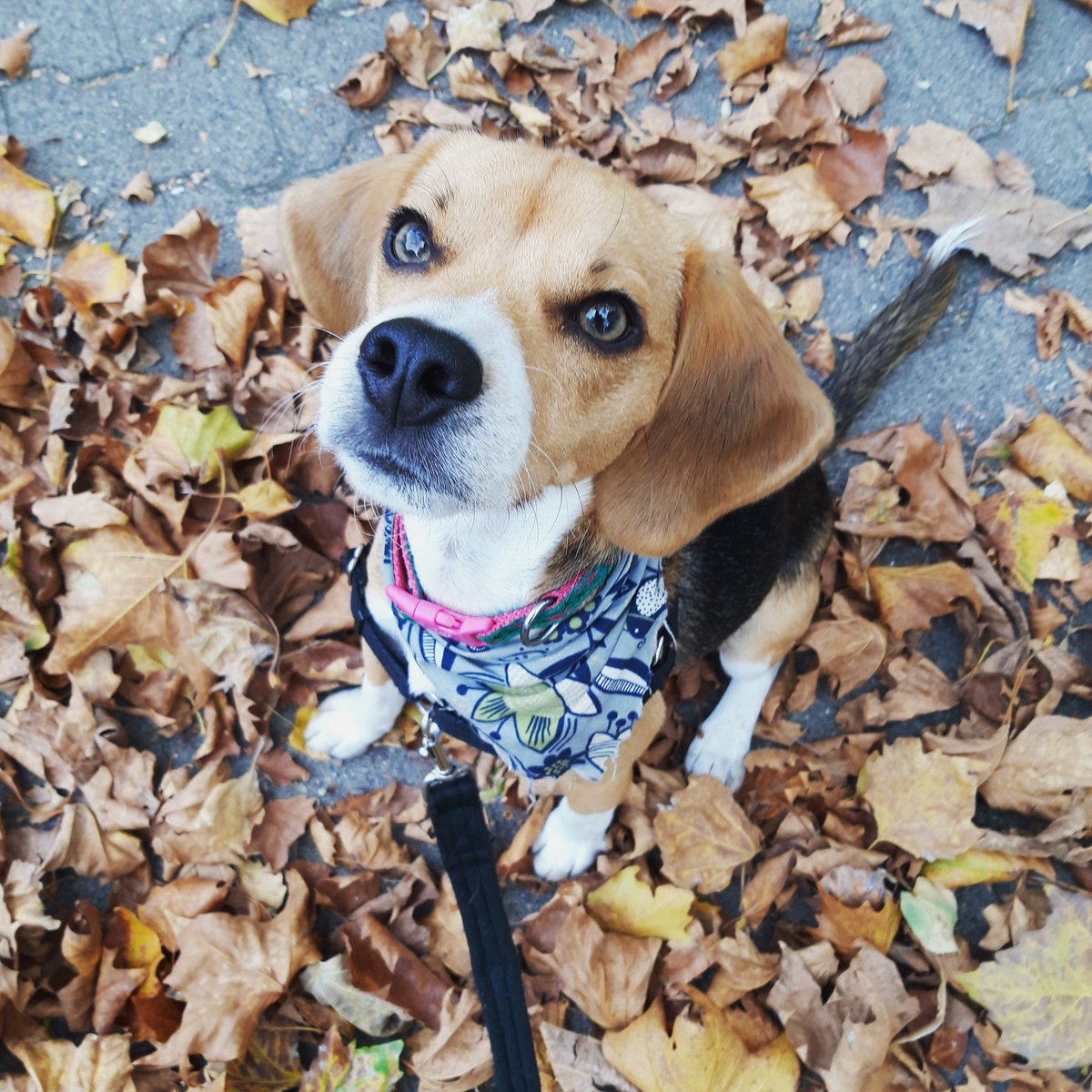 Hello autumn 🍁
Ragis from <a href="/beaglefreedom/">Beagle Freedom Project</a> asks you to be gentle and kind to all creatures around you. Especially yourself 🧡
#CrueltyFree #AnimalTestingSurvivor #AdoptDontShop