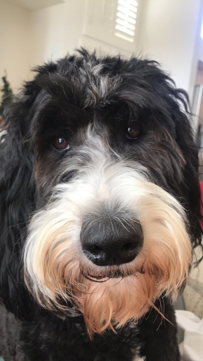 DogsWander's tweet image. I don’t know what a sunset is. Got any bones? #sundaysunsets #dogs #i #want #to #snuggle @GalsWander