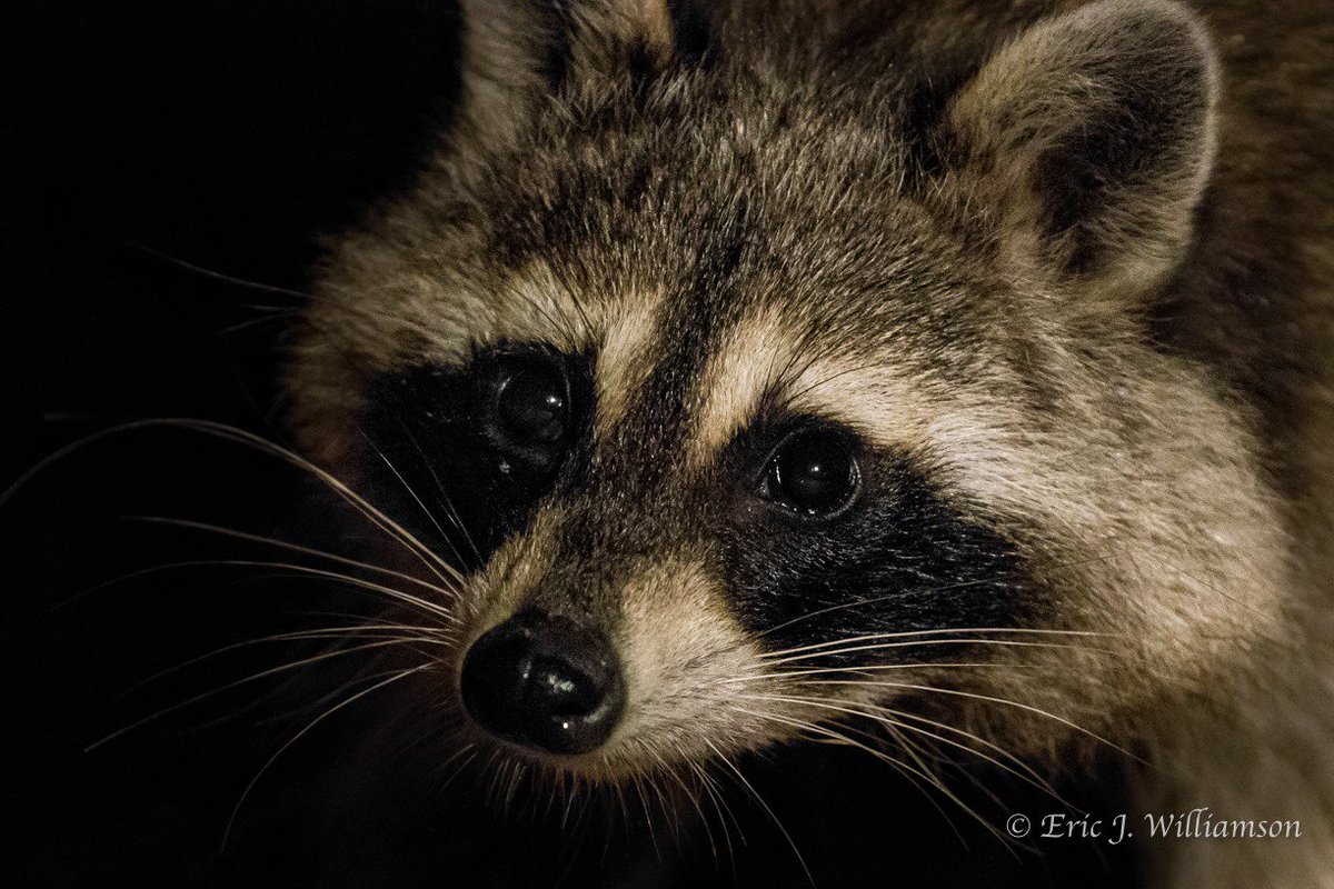 close up of a raccoon's face