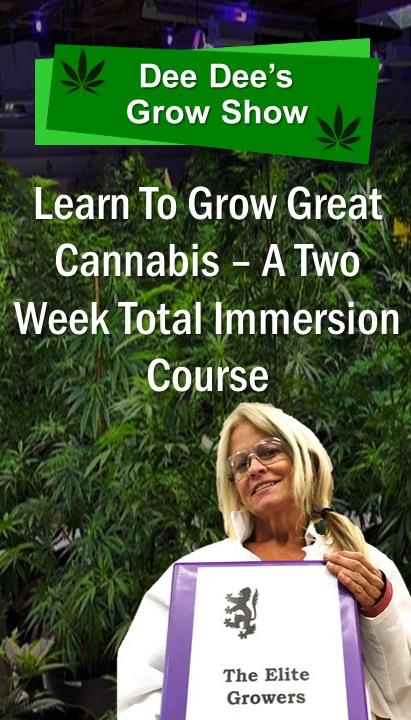 Ganjly420's tweet photo. In this episode of Dee Dee's Grow Show, @Elitegrowers, Dee Dee gives an important tip in growing your plant. Feed your cannabis molasses. Why? Find out by watching the video. The results are sweeter and bigger buds.
 
About Ganjly, Dee Please #retweet https://t.co/zsTSrx4zII https://t.co/FlU2dhUOOW