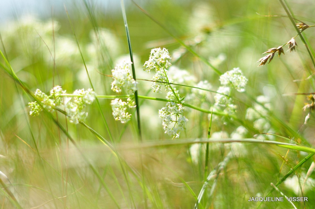 #Ameland In de duinen bij het hagendoornveld. Ik denk glad walstro