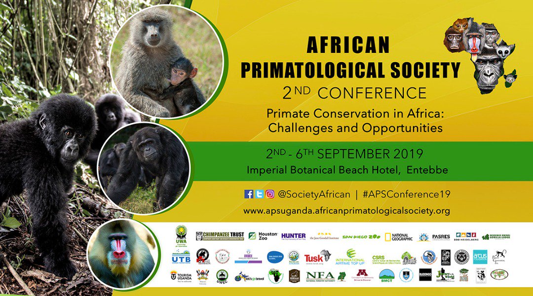 SocietyAfrican's tweet photo. It's #InternationalPrimateDay! Looking forward to celebrating Primates with you at the @SocietyAfrican being held in Entebbe this coming week. #PrimateDay #ProtectPrimates #endangeredprimates #WeNeedGorillas #Uganda #ThePrimateCapital #APSConference19. Designer: @FannyMartinez74 https://t.co/z8gvW0XGqj
