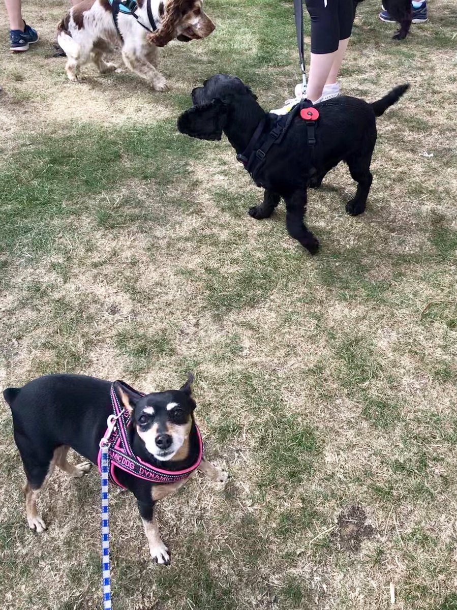 sarahsingha's tweet photo. #DogJog https://t.co/rTPl1YoboD
