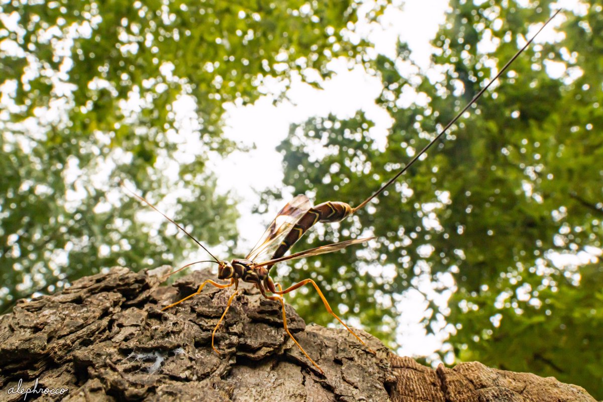 alephrocco's tweet photo. Giant ichneumon wasp (Megarhyssa macrurus) and her incredible ovipositor!

https://t.co/7pS5XwCoDY https://t.co/piIPJew0M9