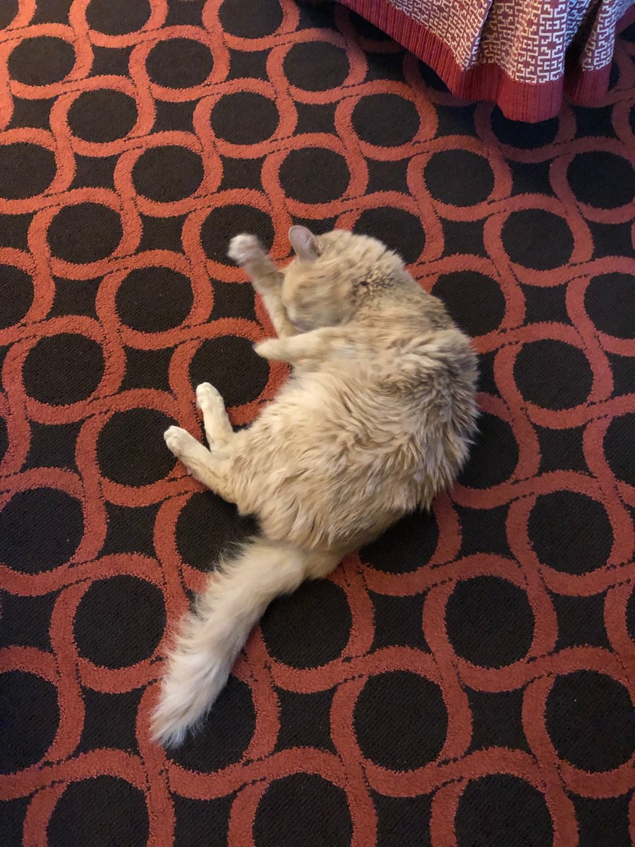 Staying at <a href="/HotelMonacoSLC/">Hotel Monaco SLC</a> with the cats to see if 2,000 feet less elevation helps the breathing. I can't tell, but Linus and Lucy are digging the <a href="/Kimpton/">Kimpton</a>