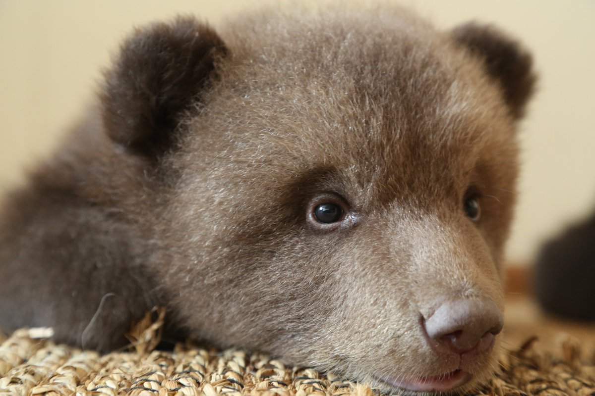 Orphan Bear Rescue Centre tweet media