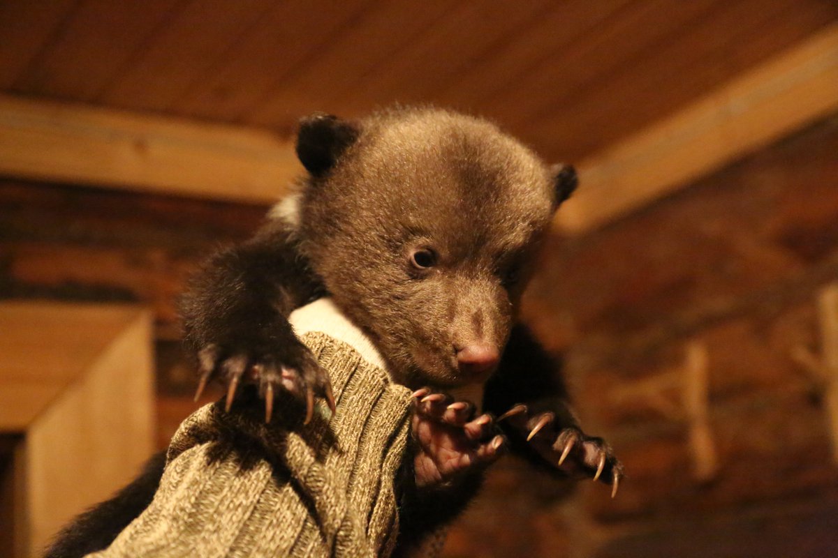 Orphan Bear Rescue Centre tweet media