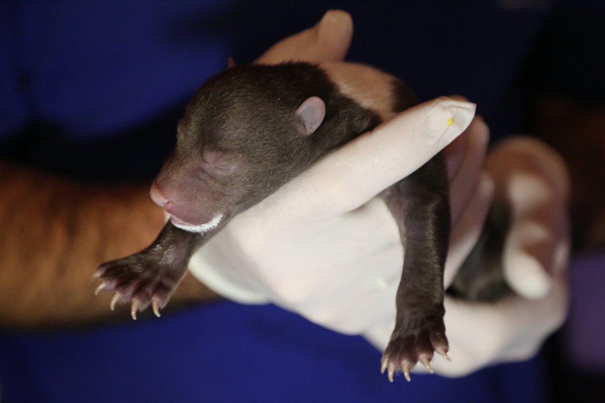 Orphan Bear Rescue Centre tweet media