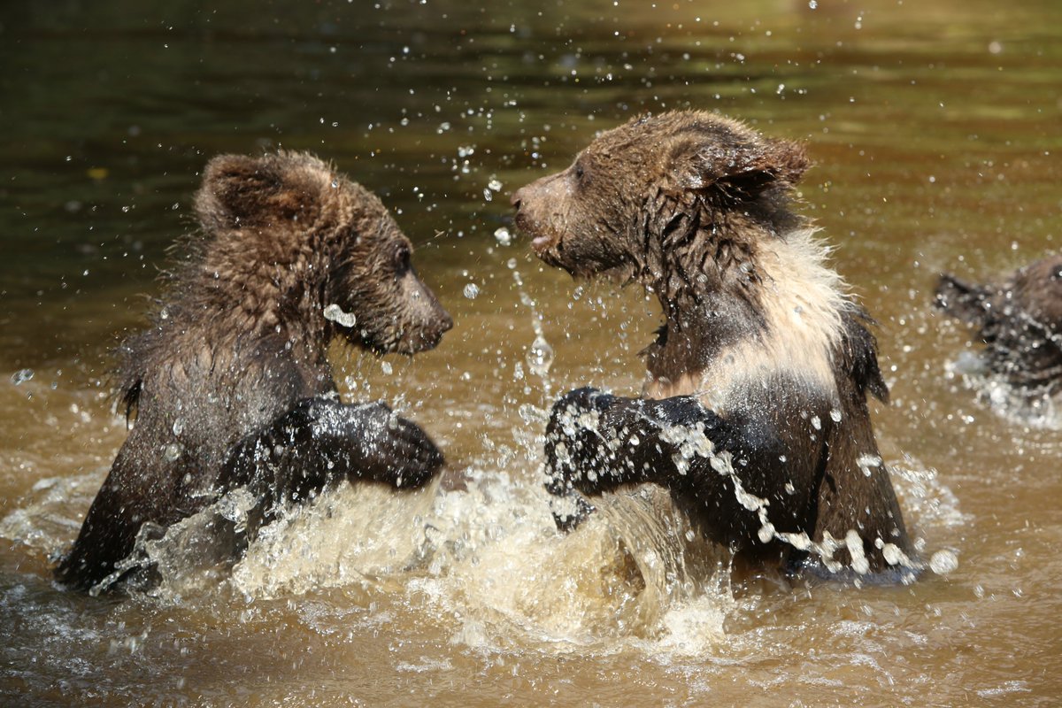 Orphan Bear Rescue Centre tweet media