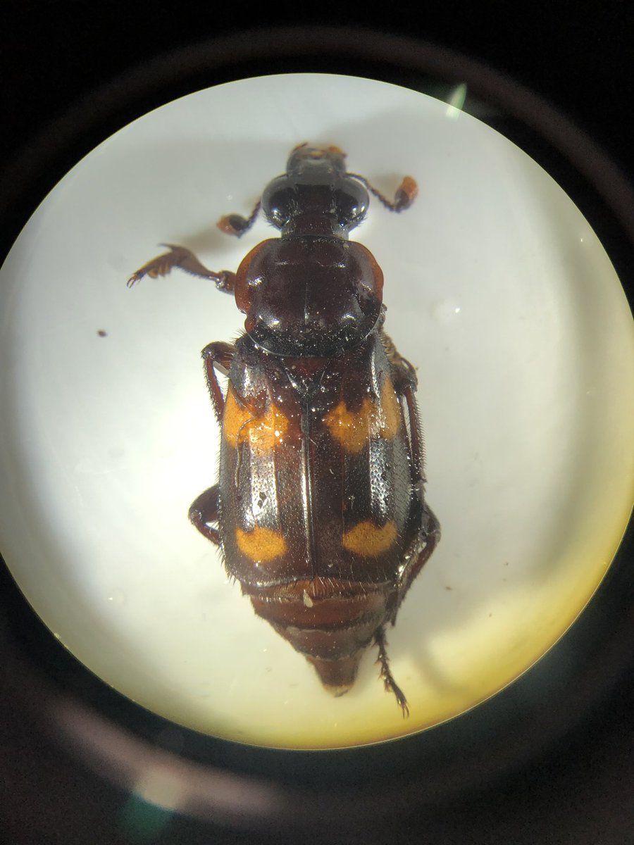 Borikenophis's tweet photo. In those #pitfalltraps I placed at @SLU_Official @SLUBiology Reis Biological Station...I found a #BuryingBeetle, #CarrionBeetle #Nicrophorus. Not sure if it was documented here before or if the @stlzoo dispersed some individuals here sometime. This is a #sorrynotsorry incident. https://t.co/W9vmoUzGSE