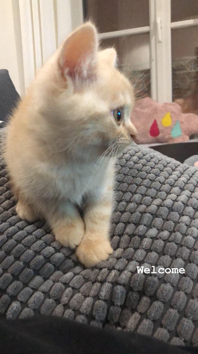 amllnt's tweet photo. Je vous présente Pharaon ❤️🐈👑 https://t.co/XUneRzE1Sm