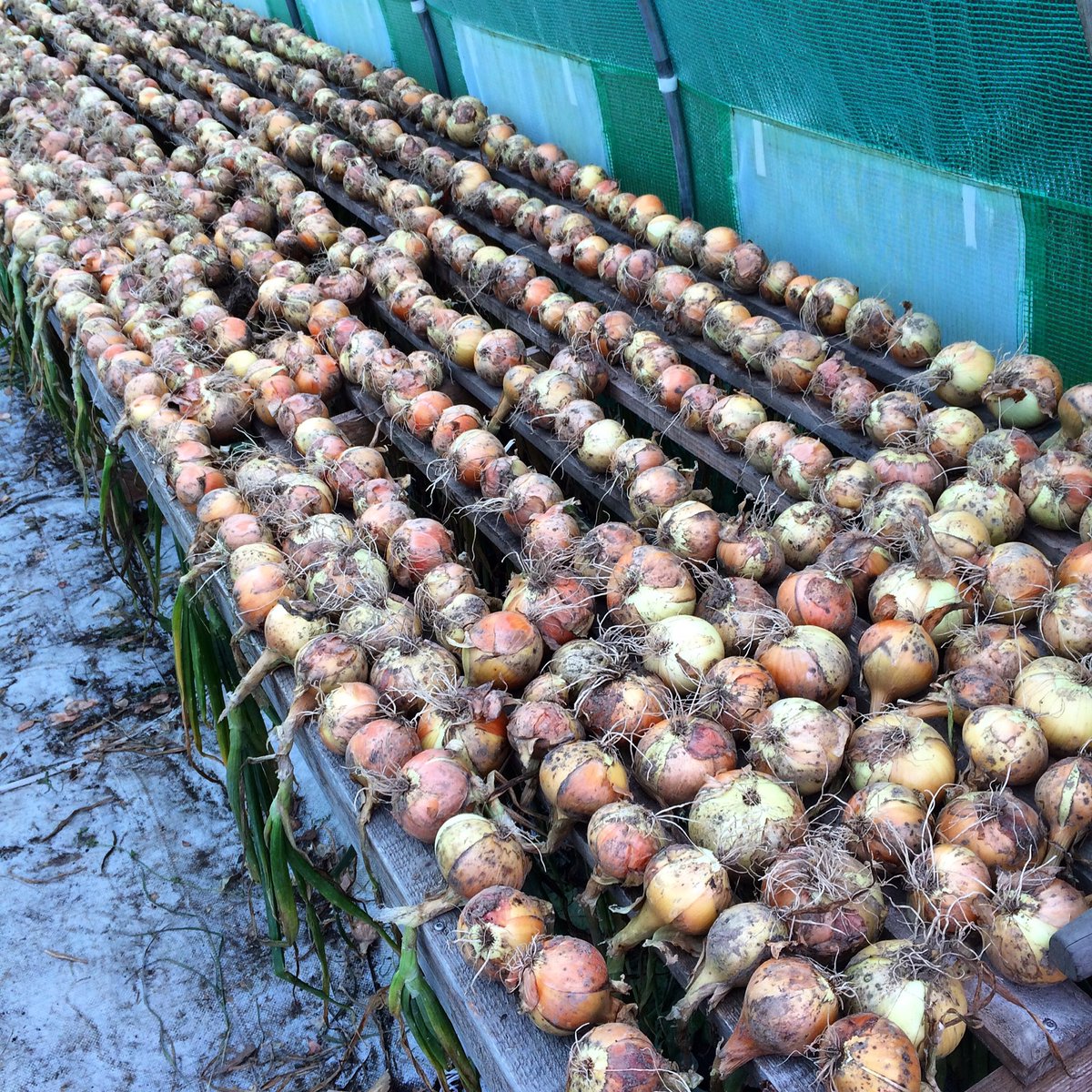 Springfield Farm tweet media