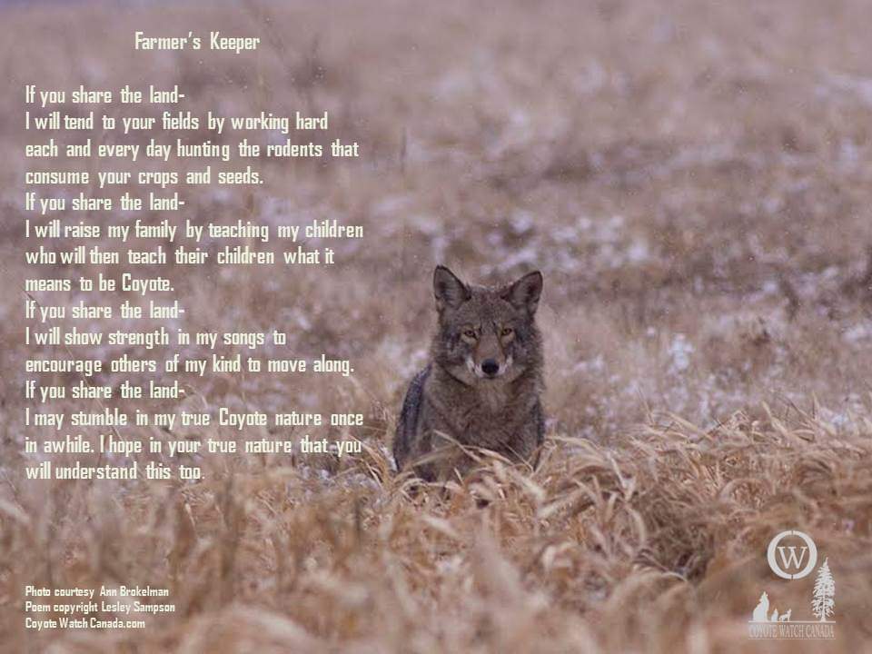 CoyoteWatchCAN's tweet photo. Song Dog Sunday
Poem - Farmer's Keeper
#biodiversity #coyotes #wildlife #habitat #farming #predatorfriendly #iamcwc #coexistence #compassionateconservation #canids https://t.co/UGMeHS8UNl