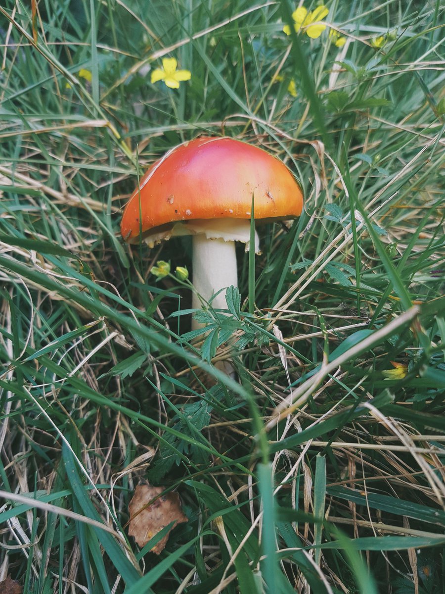 skogsagas's tweet photo. I have painted up a new batch of mushroom pendants (can also be made into a brooch) 

Also featuring some real mushling friends I made today. 🍄🍄🍄

https://t.co/CA4GkdAVyp https://t.co/rAKhnv2dEy