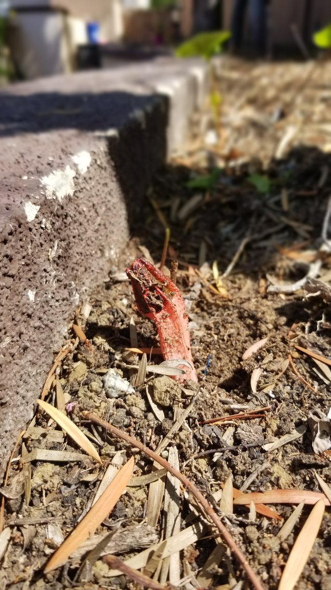 What kind of #mushroom is this?