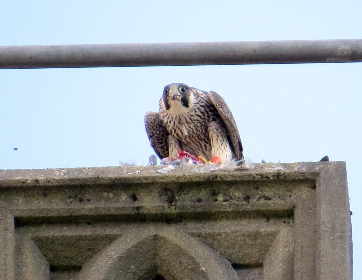 Leeds Uni Peregrines At Uolperegrine Twitter