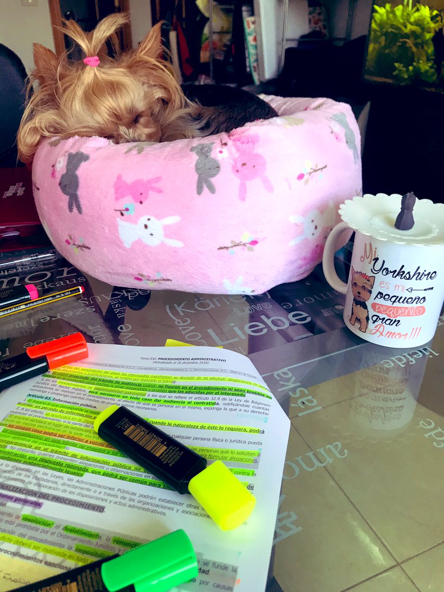 MadameViperina's tweet photo. Mi perri no hay día que me ponga a estudiar y no venga a echarse la siesta conmigo. De normal pasa bastante de mi pero es verme en el escritorio y quiere unirse al maravilloso mundo del derecho administrativo #LPACAP https://t.co/vl4UrLCDA0
