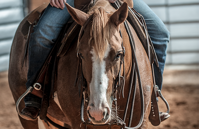 coolhorseTX's tweet photo. The cowboy way of life is preserved in the image and function of the tack you use! From the ranch to the roping arena, #Coolhorse has all the bases covered. #everythingequine #westerntack #horsetack #westernriding #ranchlife https://t.co/8u8iMqArTb
