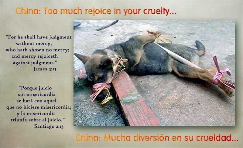 girasol2201's tweet photo. @LoveDVoiceless @Scherine4 @PDChina #EndCatMeatTrade
#EndDogMeatTrade
#StopTheTortures
#Motivation #Motivación
#CatMeatFreeWorld
#AnyMeatFreeWorld
#FightForTheInnocent
#CompassionOverCruelty https://t.co/7H9e5ro40q