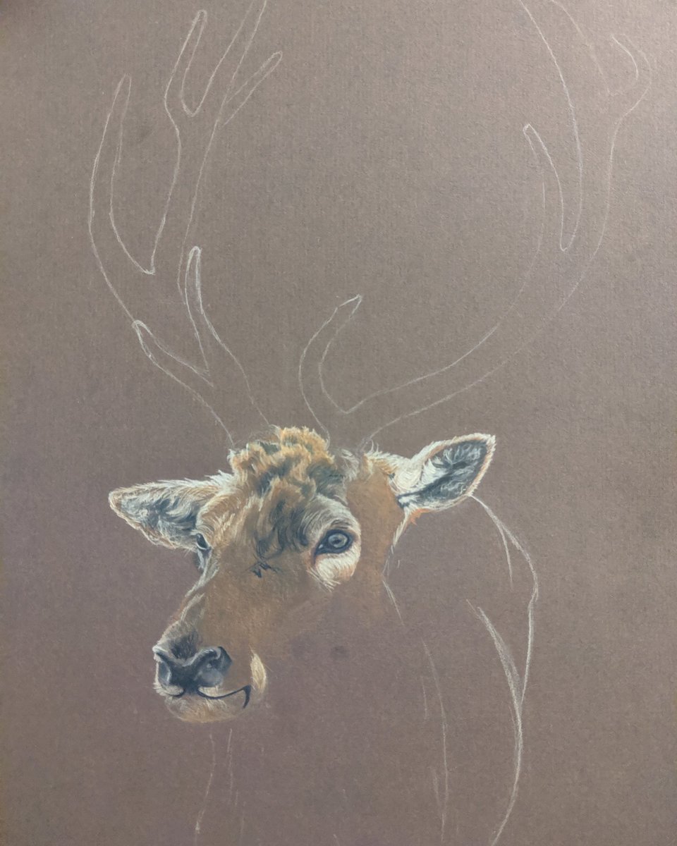 ArtistJeffery's tweet photo. Attempting a stag...

#animalartistry #artcollective #instaart #animalart #wildlifeart #wildlife #art #artist #colourpencils #colorpencils #stag #stagpicture #gift #leeonthesolent #fabercastell #polychromos https://t.co/KAq5EaJAkr