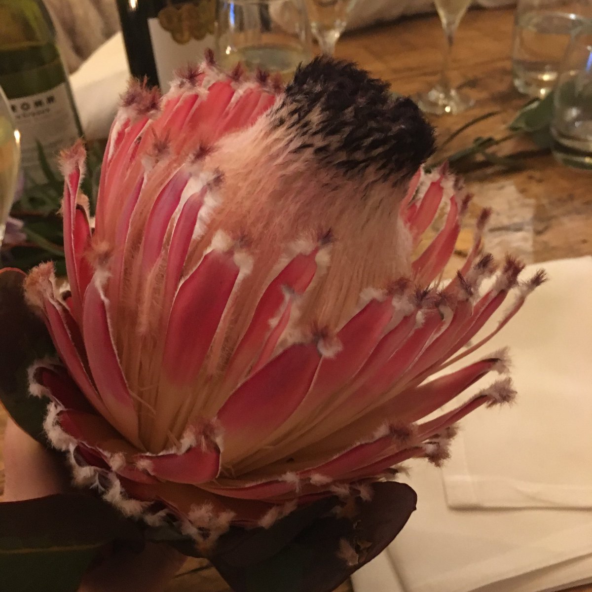 ⁦<a href="/TheMontyDon/">Monty Don</a>⁩ I’m at a wedding and these are the rather stunning centrepieces. No idea what they are though! Can you help a table of intrigued wedding guests?