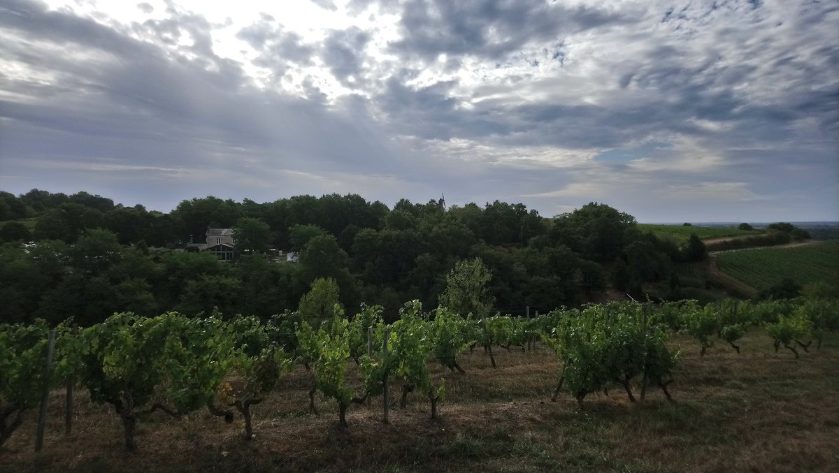 BeatriceVericel's tweet photo. VVR 2019 BONNEZEAUX #VVR19 Belle randonnée au cœur du vignoble et jolie vue sur le moulin cavier. https://t.co/tOWcqyoeW6