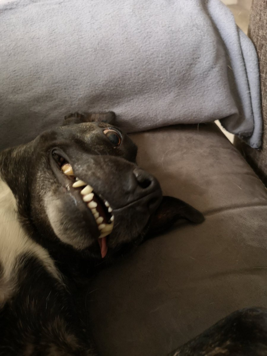 clare_bear89's tweet photo. Happy 4th birthday to the craziest dog I've ever met! Don't ever change Fizzwizz ❤️ #staffordshirebullterrier #STAFFIE #dogsoftwitter #birthdaygirl #crazy https://t.co/OgjUB4YHDH