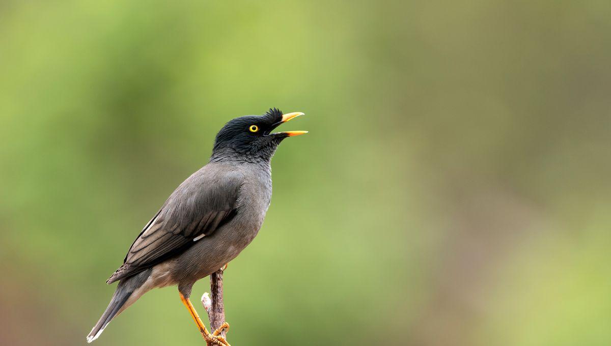 En moins de 30 ans, l’Europe aurait perdu les 3/4 de ses insectes. Privés de nourriture, les oiseaux se raréfient. Comment en est-on arrivé au point que nos printemps soient plus silencieux ?

Biodiversité : le silence des oiseaux franceinter.fr/emissions/la-t… #laTAC @mathieuvidard